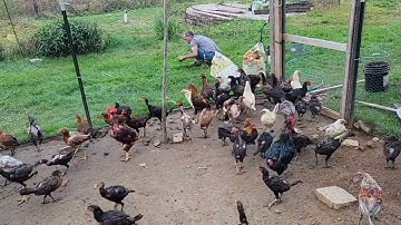 nrog tus hlub hlais nyom pub qaib os