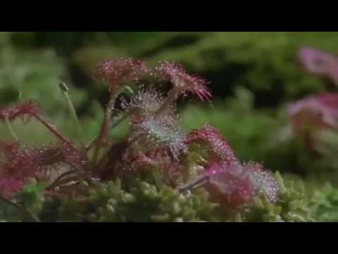 يا مزارع غناء والحان معاذ احمد مونتاج هيفاء خليفه