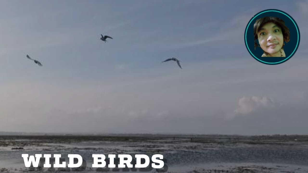 Wild Birds Catching Fish! YouTube