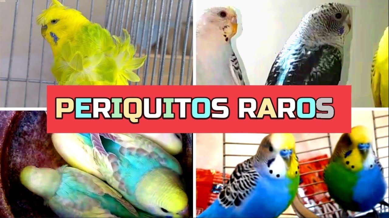 MUTAÇÕES E CORES RARAS DE PERIQUITOS - YouTube