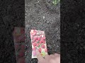 Земляника Мечта!#землянка #дача #сад #огород #garden #shorts
