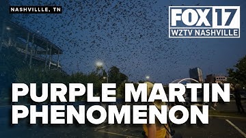 Birdwatchers flock to Nashville