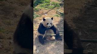 Today, I'm taking you to see the giant pandas! 🐼