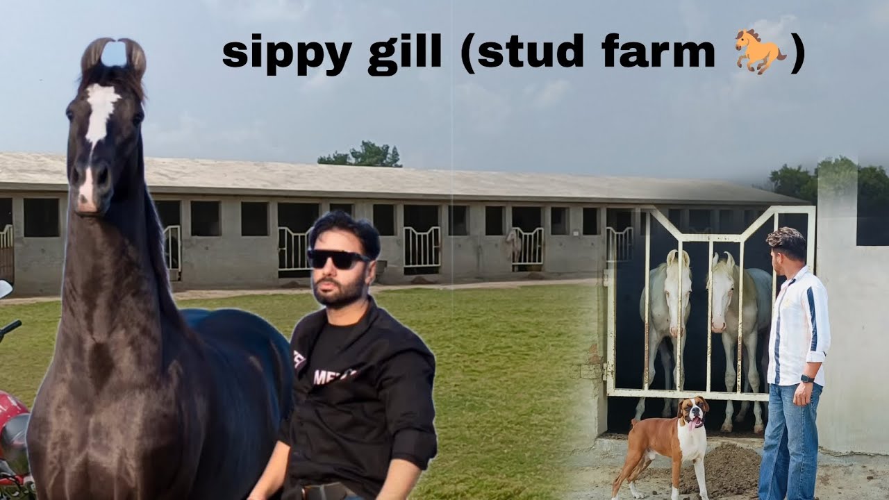 sippy gill (stud farm)🐎 ਬਾਈ ਸਿੱਪੀ ਦੇ ਘੈਂਟ ਘੈਂਟ ਜਾਨਵਰ ll shonkijatt655