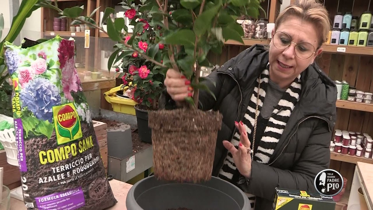 La Camelia. Un Giorno, un fiore 10 Gennaio 2022