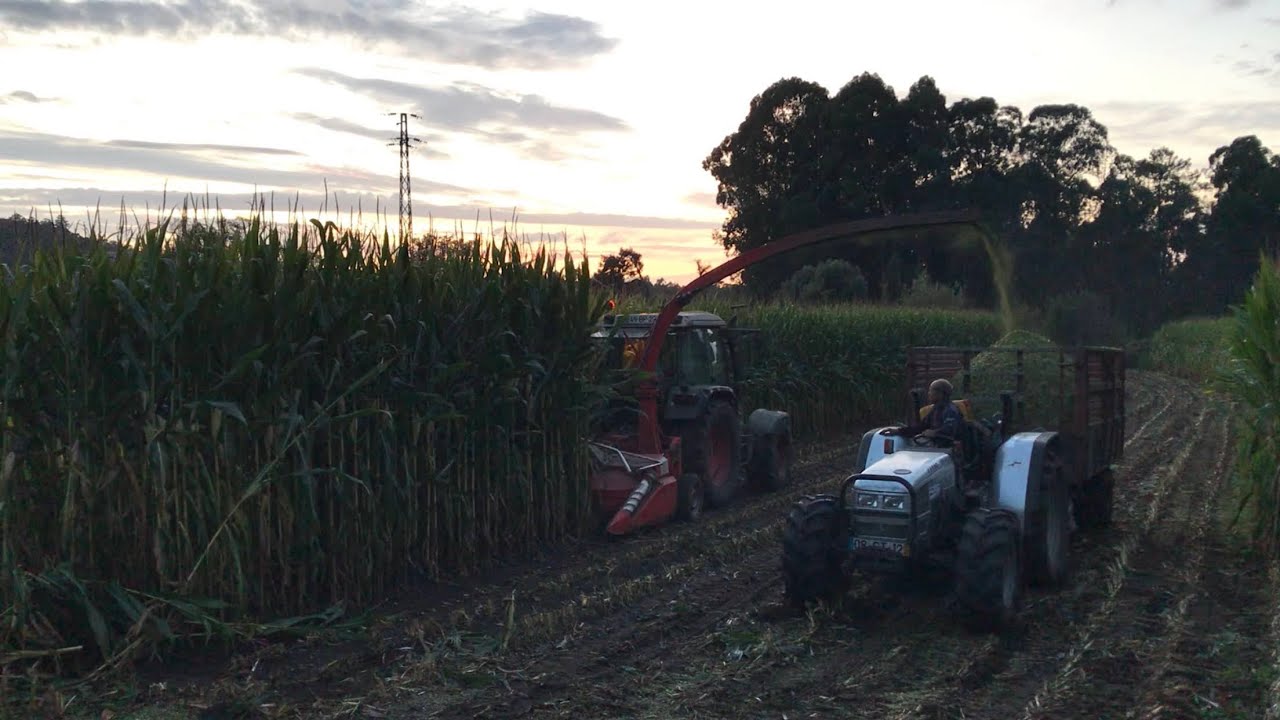 Silagem de milho 2023/ Fendt 309 Ci & Kemper 2200