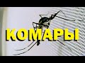 Галилео. Комары