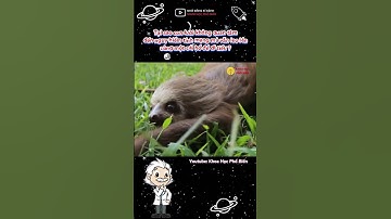 Tại sao con lười không quan tâm đến nguy hiểm mà đi tiểu cùng một cái hố ? | KhoaHọc PhổBiến #shorts