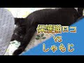 撫で撫でが気に食わない仔猫 VS 猫撫で用しゃもじ【保護猫・黒猫】