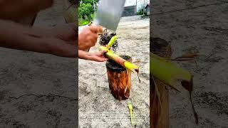 Masterful Chopping: Processing Bamboo with a Giant Cleaver