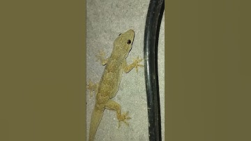 big lizard #short #viral #video #shortviralvideo2023