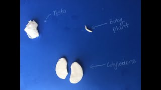 Dissection of the Seed