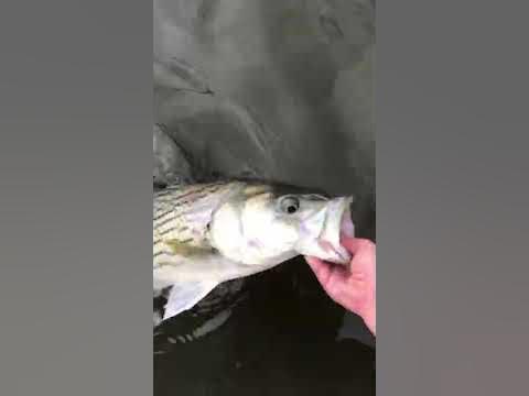Striped bass fishing lake Murray, SC - YouTube