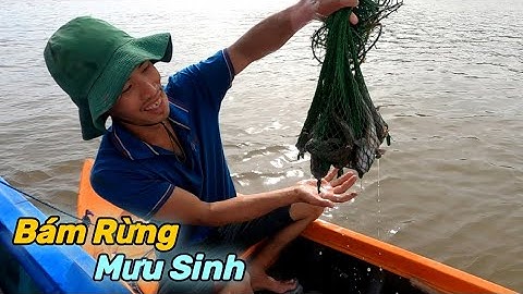 Khu Rừng Này Toàn Những Con Cá Thòi Lòi To | Gia Đình Cần Giờ .360 |