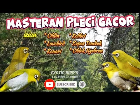 Masteran Pleci Gacor isian cililin, Lovebird, kenari,Kolibri, Kapas Tembak, Ciblek Ngebren,dll