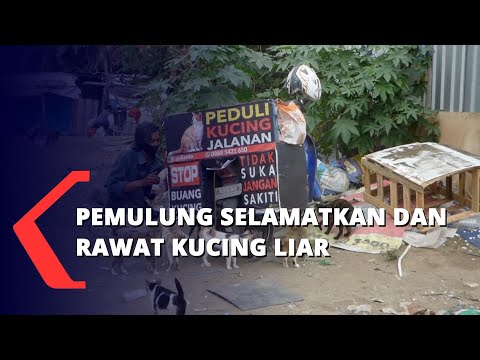 Video: Penduduk NYC Mengamalkan Kucing Liar Sebagai Kucing Bekerja Untuk Menyelamatkannya Dari Euthanasia