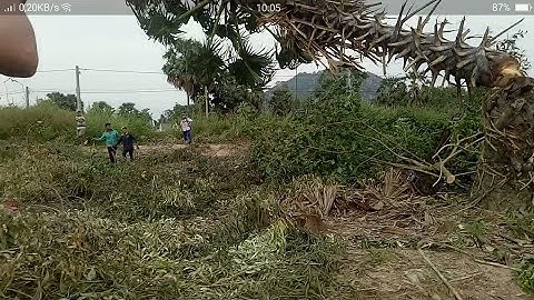 anh thợ cưa hạ cây thớt nốt bốn mươi năm tuổi siêu nhanh