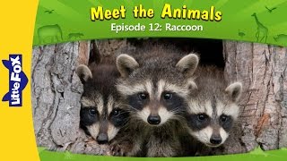 Meet the Animals 12 | Raccoon | Wild Animals | Little Fox | Animated Stories for Kids