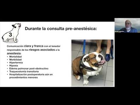 Video: Comprender Los 'eventos Anestésicos Adversos' En Las Mascotas (Parte 1: Los Números)