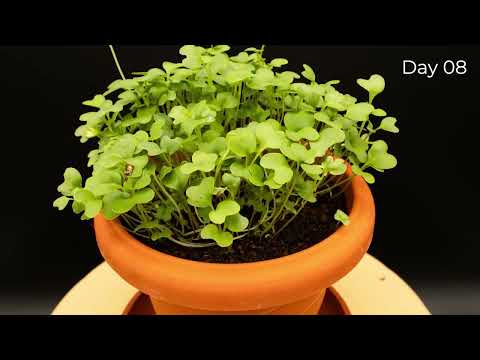 What Happens To Broccoli Sprouts In 8 Days: Timelapse