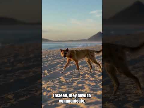 Dingoes Unleashed 3 Mind Blowing Facts