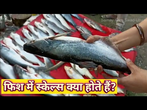 वीडियो: क्या पोलक मछली में तराजू होते हैं?