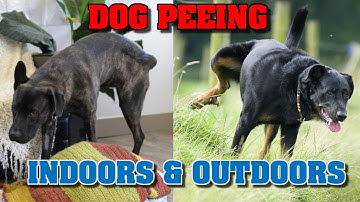 Why your dog keeps marking inside and outside