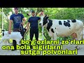 Buxoro arzonchisi.Mizrobjon va Ashur akadan sutga polvon ona bola sigirlar va bo'g'ozlarni zo'rlari.