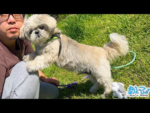 【爆発】シーズー犬てんぽさん、頭のイボがつぶれました