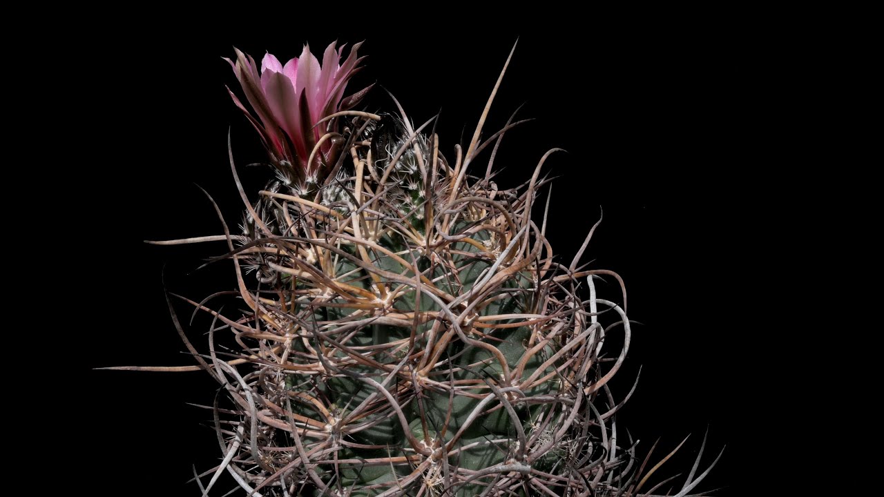 Echinocereus lindsayi, Mexico, Baja California