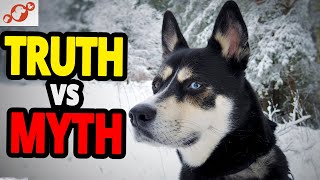 🐕 Designer Dog Breed - TOP 10 Myths And Truths About Designer Dog Breeds! by Healthy Pets 314 views 10 months ago 4 minutes, 23 seconds