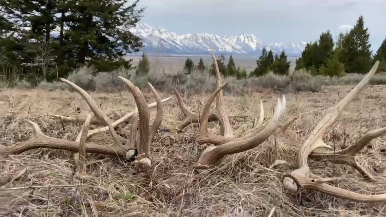 Jackson hole wy shed hunting YouTube