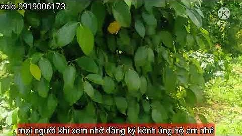 Bán vườn cà phê. Tiêu. Xen ít trái cây. Nguồn thu mạnh