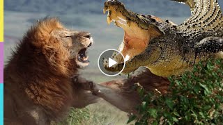 Сумасшедшие битвы животных. Львы против крокодила. Анаконда против каймана. Бегемот против носорога
