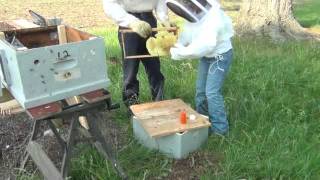 Inserting Existing Comb into a Langstroth Frame Using Rubber Bands