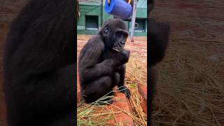 This Young Gorilla Is Enjoying Some Bamboo! #Gorilla #Eating #Bamboo