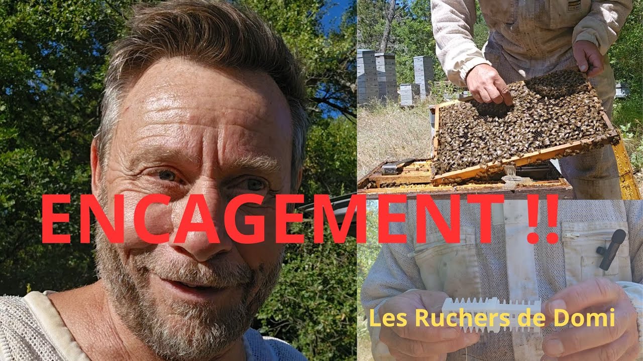 Saison 3 Épisode 25. Qu’es ce que l’encagement des reines ?