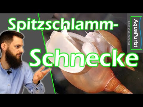 Video: Wo leben Spitzschnecken?