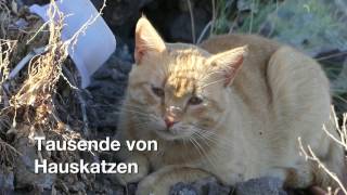 Die Not der Inselkatzen - Tierschutz auf den Kanaren