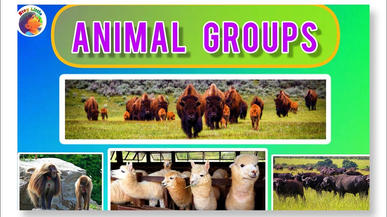 Animal Groups Name Stay Little Letter A And B Animal Groups Name animal-groups-name-stay-little-letter-a-and-b-animal-groups-name
