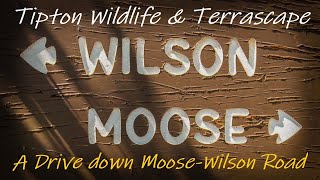 Grand Teton National Park - A Drive down Moose-Wilson Road 10/6/2022