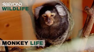 S6E18 | Alison & Jeremy Go To The Rescue Of Four Marmosets | Monkey Life | Beyond Wildlife