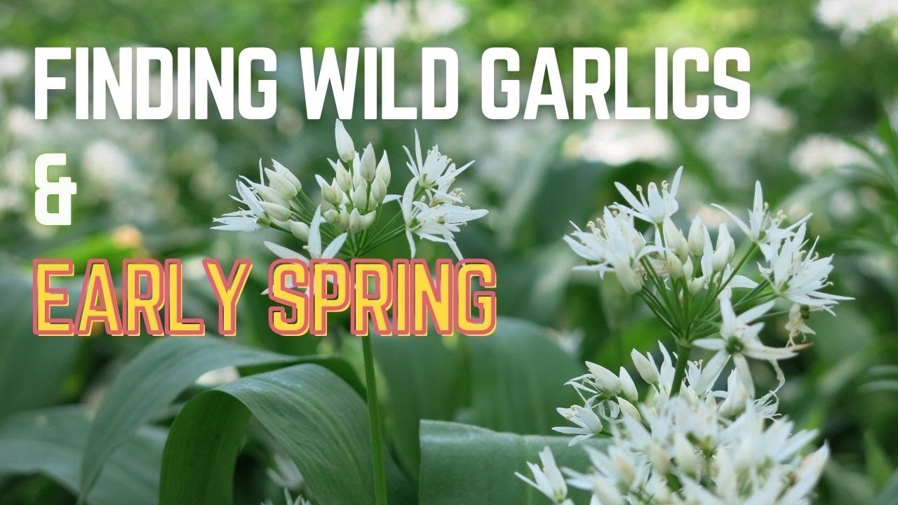 Wild Spring Garlic Wild Garlic Flowering Time