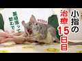 【お薬変更】小さなお猿の小指治療15日目！Pizzatoru the Bushbaby / ショウガラゴのピザトル