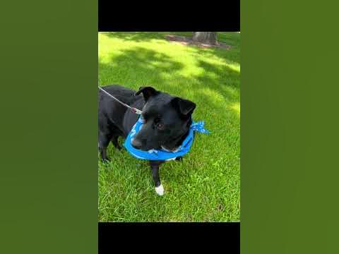 Walker the Dog had The Best Day #dogshorts 🐶 Volunteer Animal Shelter #
