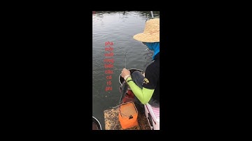 pha mồi vuốt rong biển câu cá rô phi của cần thủ trung quốc