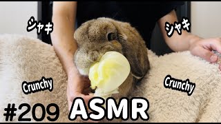 #209【ASMR】ミミさんのシャキっとレタス🥬 #音フェチ #咀嚼音 #うさぎ #asmr #cute #mukbang