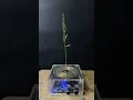 Tesla coil + Plants