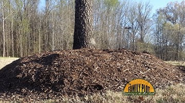 Q&A - Are mulch volcanoes bad for trees?