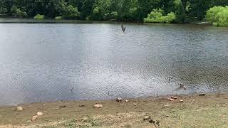 Cliff Swallow Release